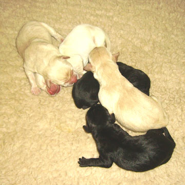 Time and Puppies