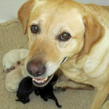 Time and Puppies