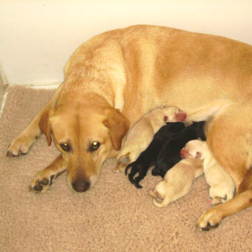 Time and Puppies